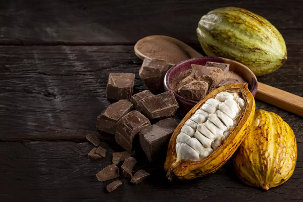 Día mundial del Cacao Ahora Tabasco Noticias