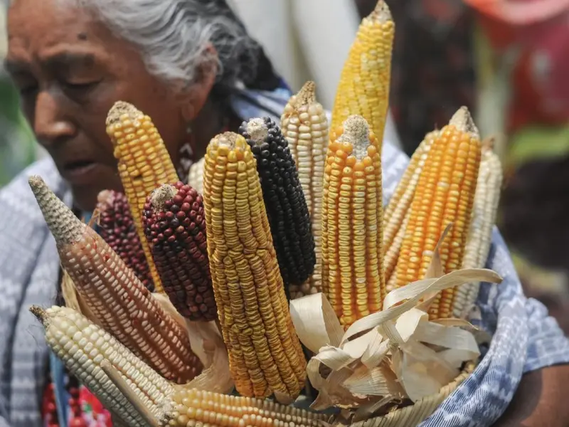 Sheinbaum propondrá reforma constitucional que prohíbe la siembra de maíz transgénico