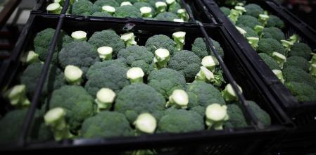 Por posible bacteria, retiran brócoli en tiendas Walmart de 20 estados en EU