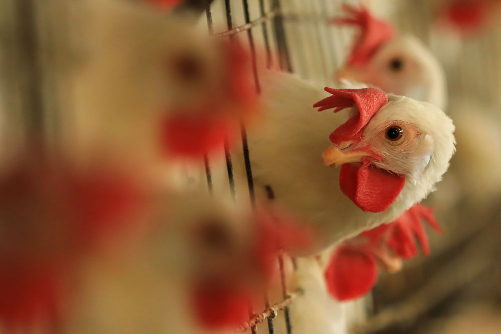 Llama la UNAM a vigilar la evolución de la gripe aviar