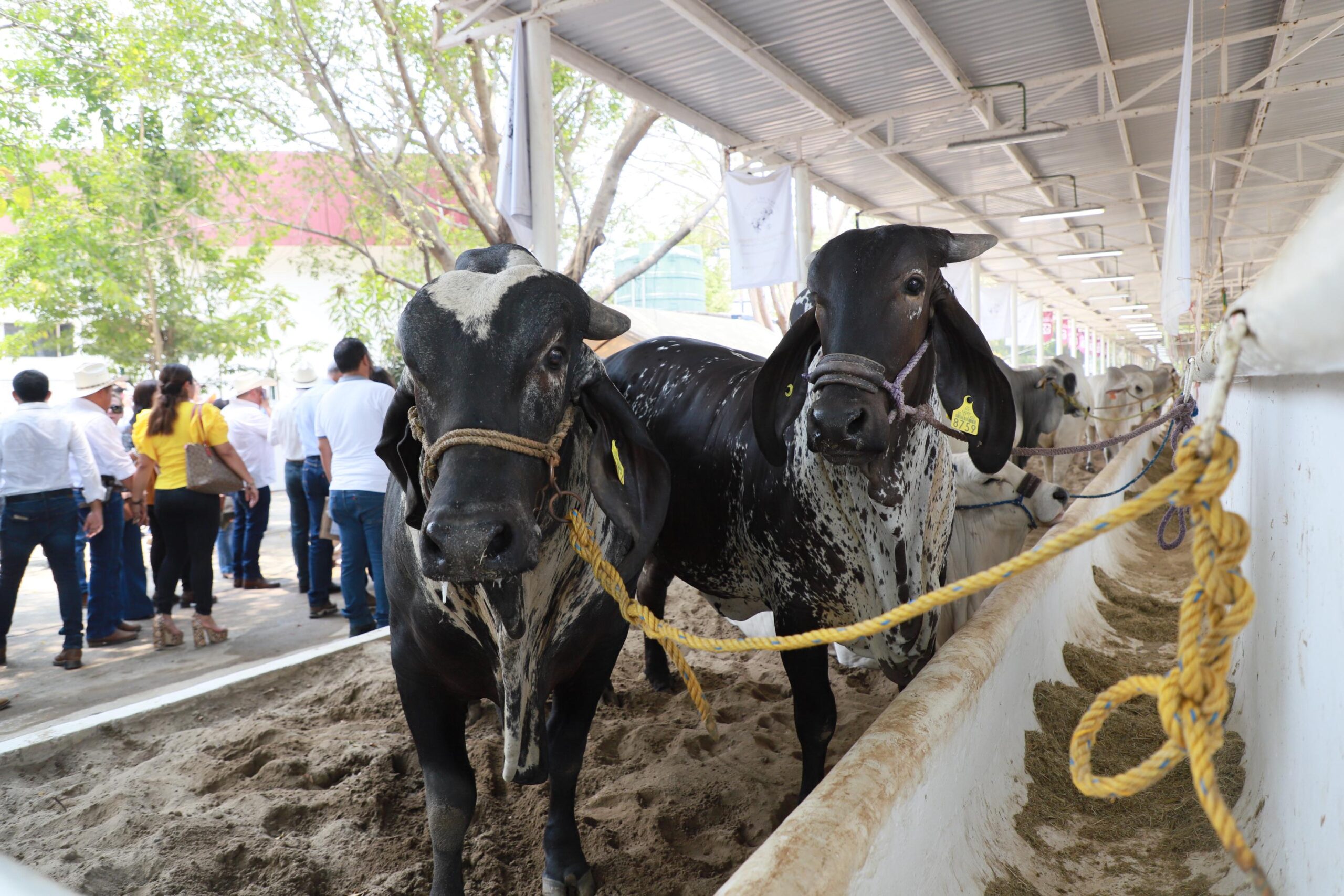 Premiarán a los mejores productores agrícolas y pecuarios en la Feria Tabasco 2025