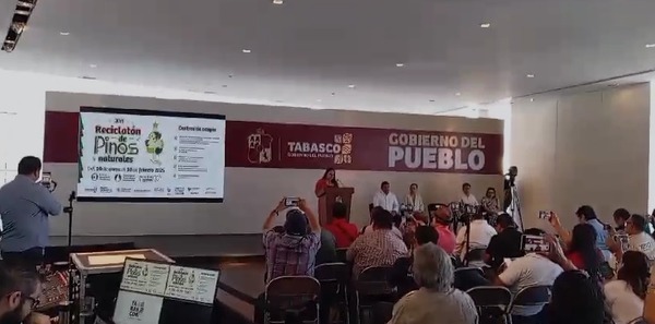 Arranca colecta de pinos naturales