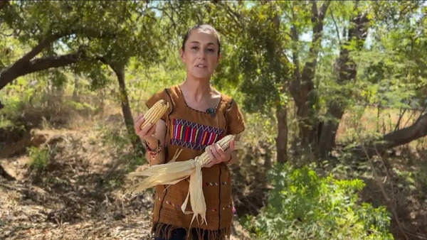 Sheinbaum envía al Congreso iniciativa de reforma para prohibir el maíz transgénico