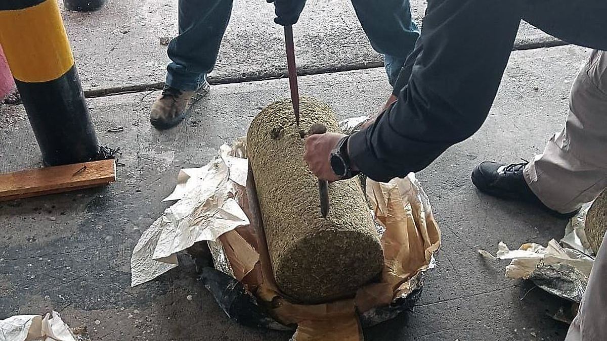 Aseguran en Veracruz más de media tonelada de mariguana con destino a República Dominicana