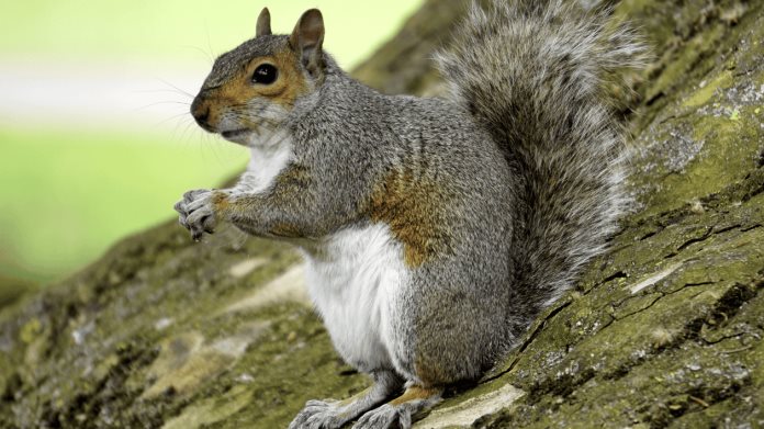 Descubren ardillas carnívoras en California