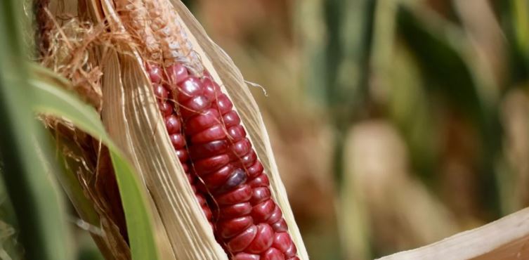 Diputados aplazan aprobación del dictamen que prohíbe maíz transgénico