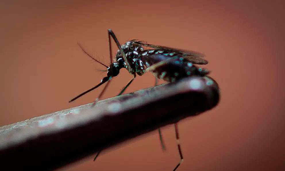 Emite OPS alerta por variante de dengue