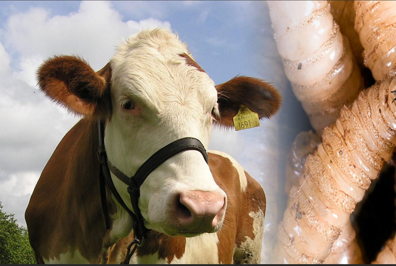 Honduras suma 523 casos de gusano barrenador