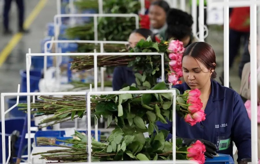 Importación de flores en EE.UU. prospera durante San Valentín pese al fantasma de aranceles