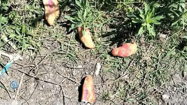 Tres niñas mueren por comer pan envenenado en Chiapas