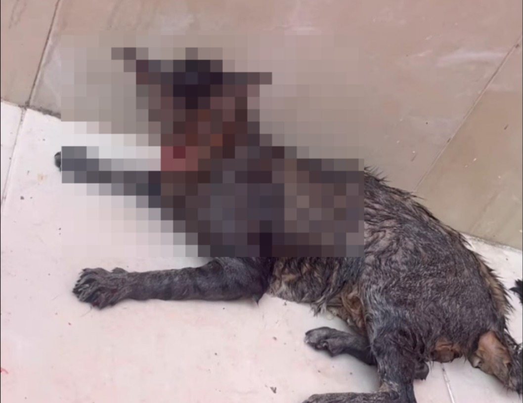 Joven exige justicia para su gatito