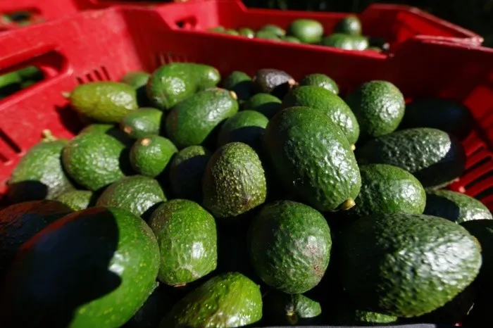 Aguacateros buscan diversificar sus exportaciones ante los aranceles de EU