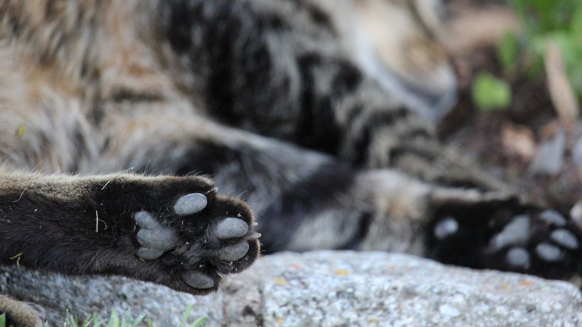 FGE ya investiga crueldad animal en contra de gatita asesinada: Miguel Moheno Piñera