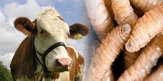 Confirma SEDAFOP primer caso de gusano barrenador en Tabasco