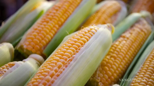 Diputados aprueban reforma para prohibir el cultivo e importación del maíz transgénico