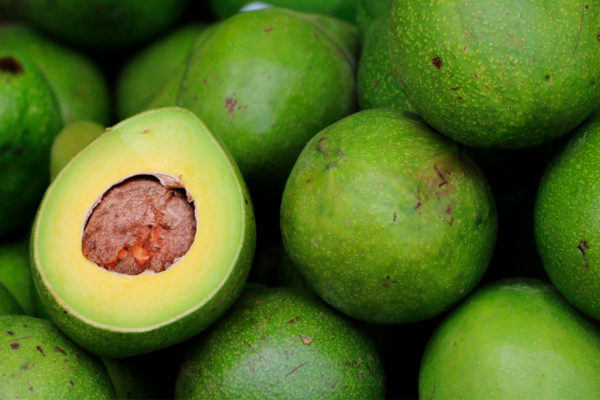 Productores de aguacate buscan nuevos mercados ante aranceles de EU
