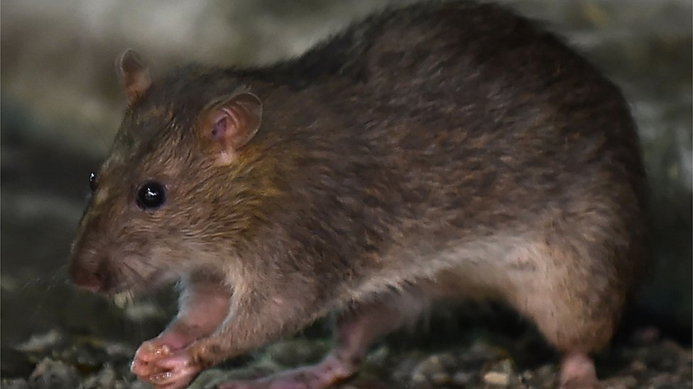 Mueren dos mujeres infectadas con hantavirus en Argentina