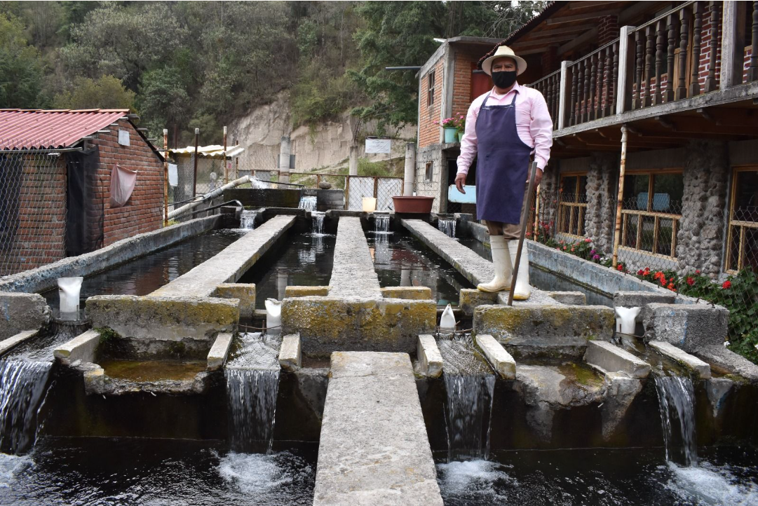 Declara agricultura territorio mexicano libre de dos enfermedades que afectan a la trucha de cultivo