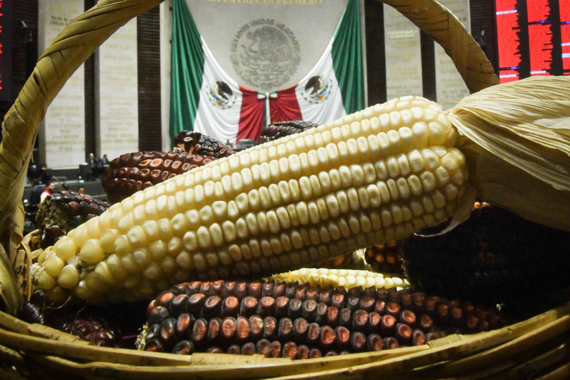 Avalan reforma de prohibir el cultivo de maíz transgénico en México