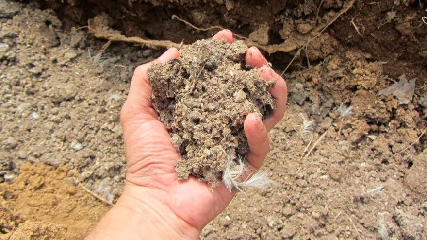 Exhorta SEDAP a productores pecuarios, al no uso de pollinaza como alimento y mantener las buenas prácticas en la ganadería de bovinos