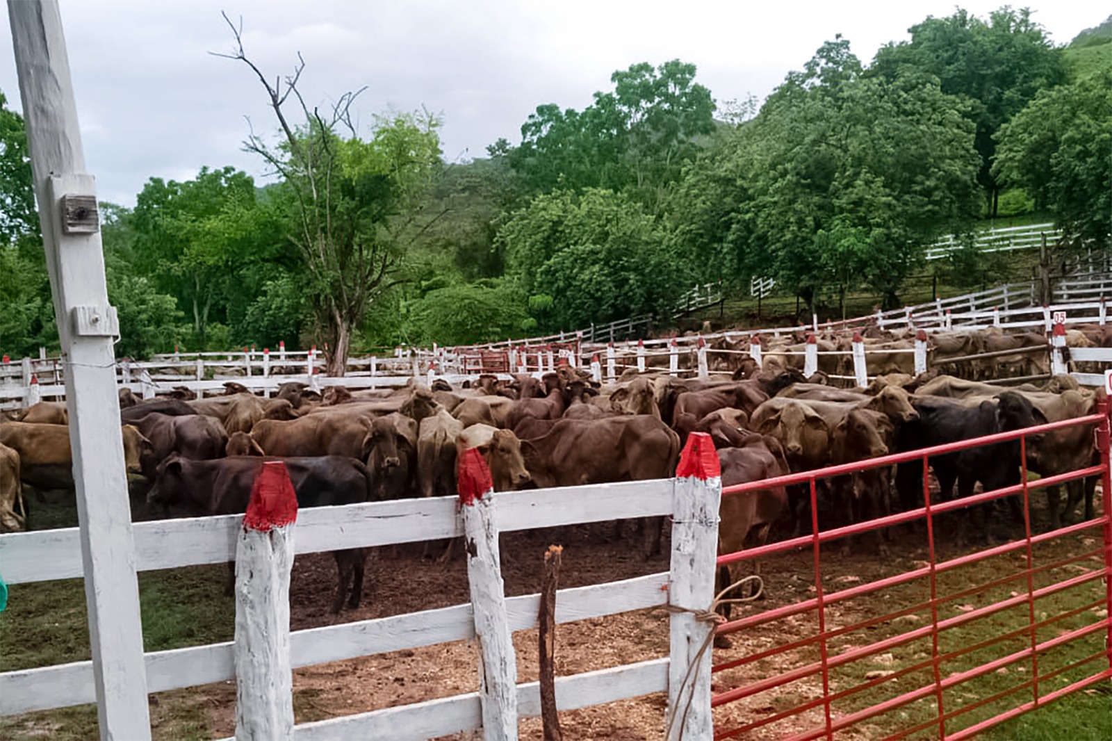 Adiós al mercado negro de aretes de ganado: sólo los administrados por AGRICULTURA serán válidos