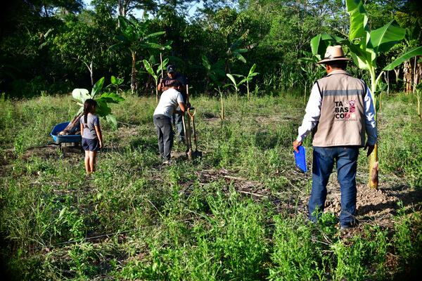 Viveros de Sembrando Vida en Cárdenas ya están produciendo