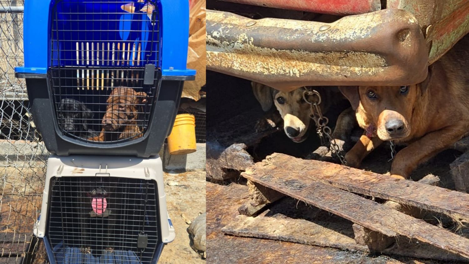 Fiscalía de Edomex rescata a más de 100 perros en Mexicaltzingo, estaban en manos de un presunto carnicero