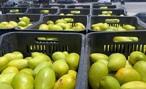 Productores de mango de Chiapas hacen un paro por el desplome de precios y aranceles