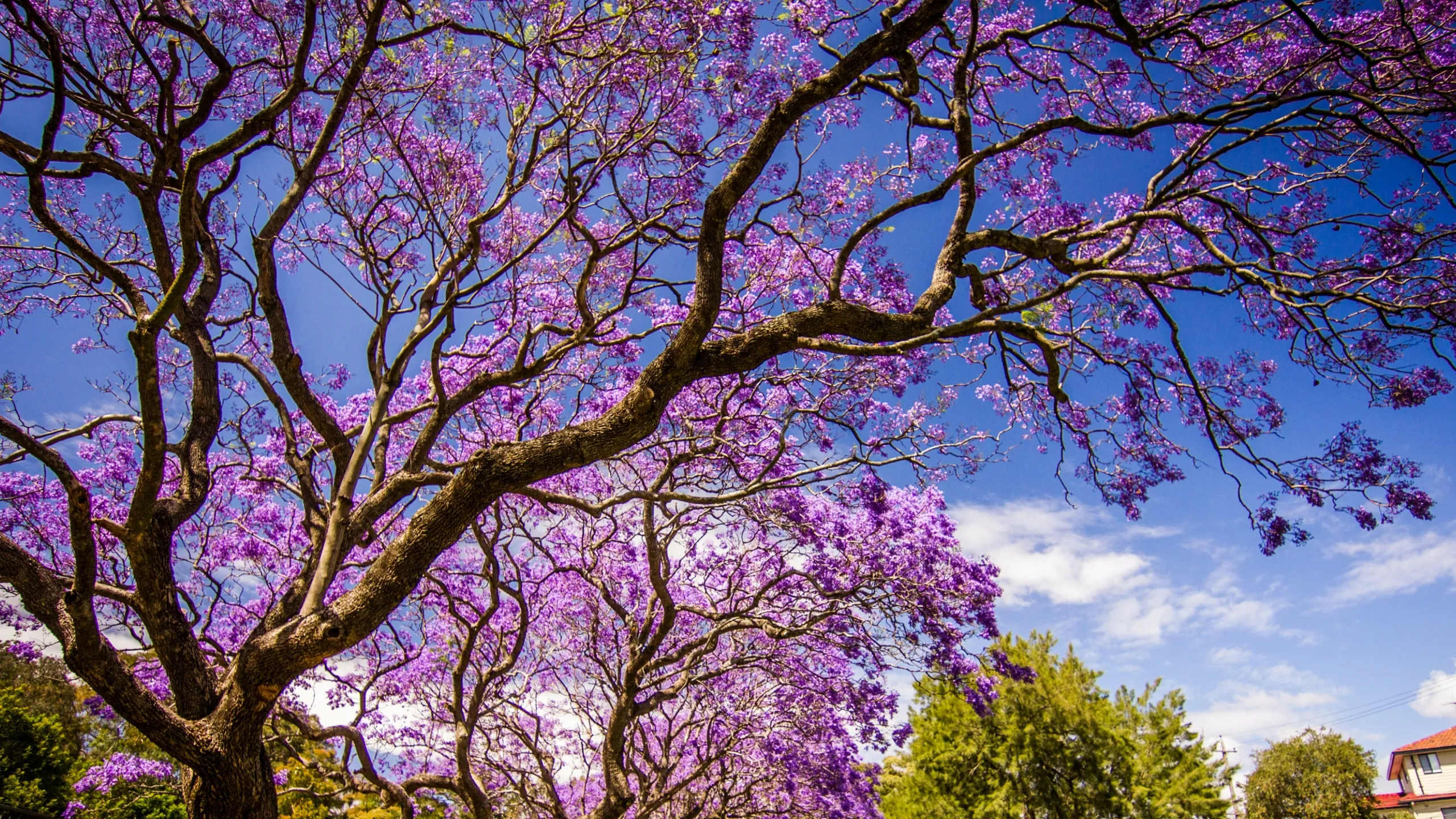 ¿Cómo llegaron las jacarandas a México?