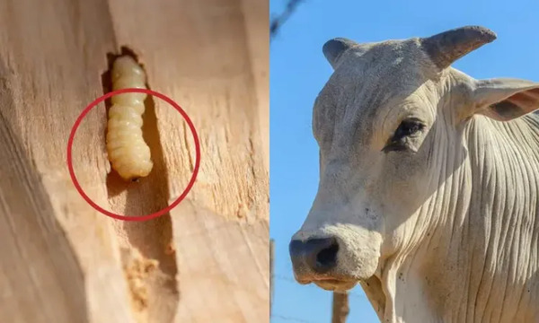 Registra Tabasco 54 casos de gusano barrenador