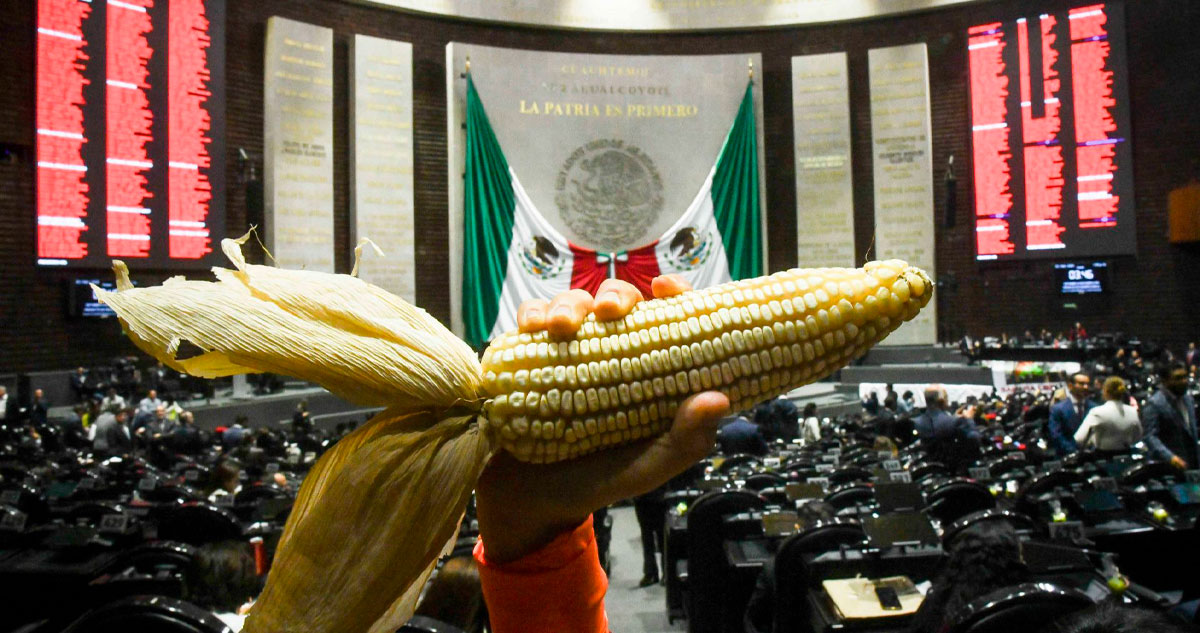 Senado aprueba reforma que prohíbe la siembra de maíz transgénico en México