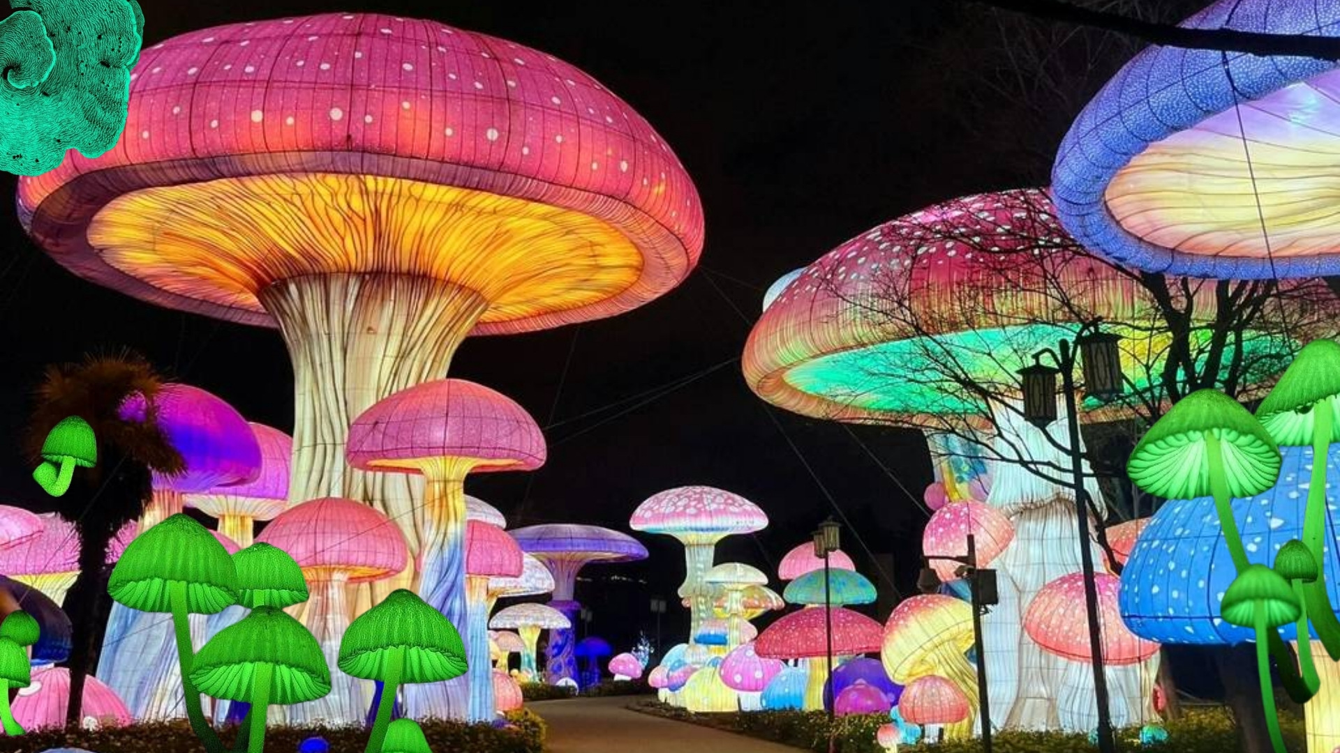 Una noche entre hongos: Asiste al picnic bioluminiscente en Chapultepec