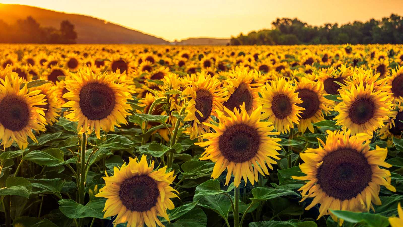 Laberinto de los Girasol será inaugurado el próximo 12 de abril