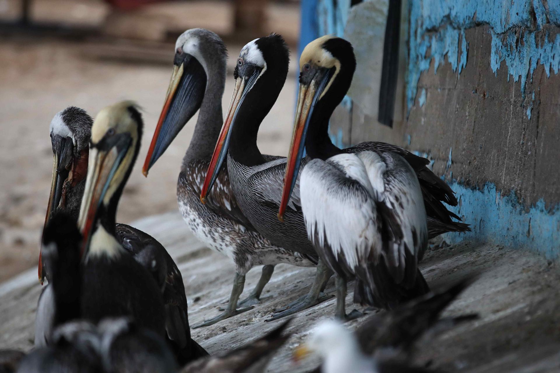México abre protocolo sanitario ante presencia de influenza aviar en granja de Nuevo León