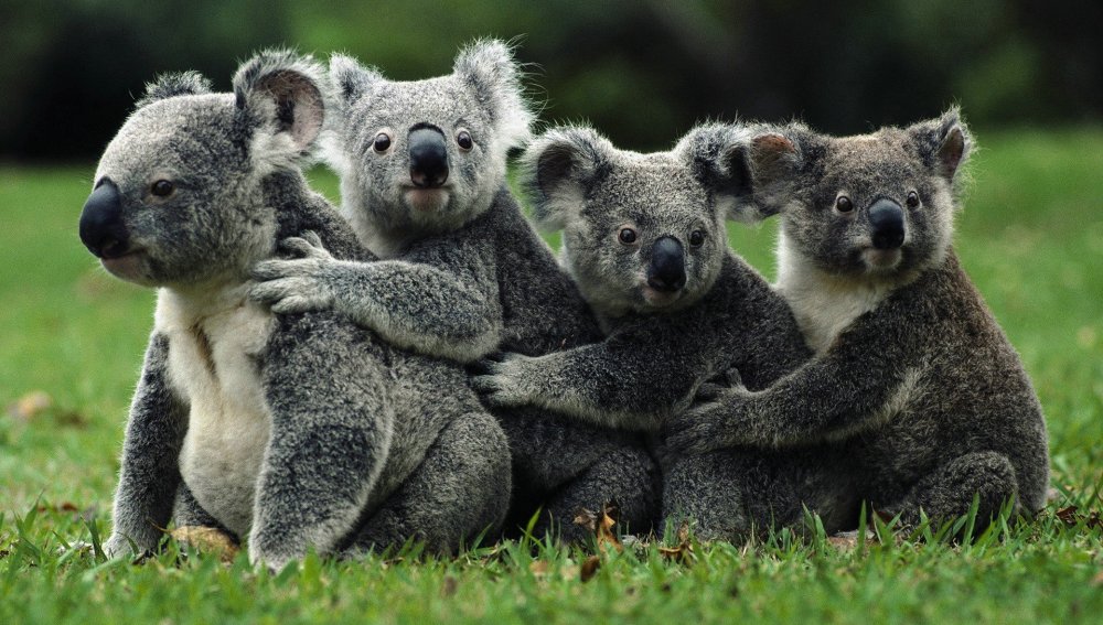 Más de 700 koalas han sido sacrificados por francotiradores en Australia