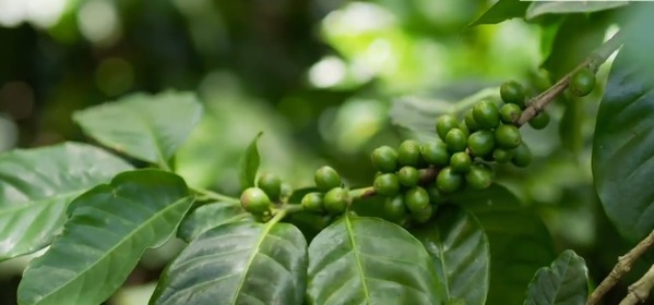 Sectur, Agricultura y Concanaco Servytur presentan la campaña “Pide un café mexicano”