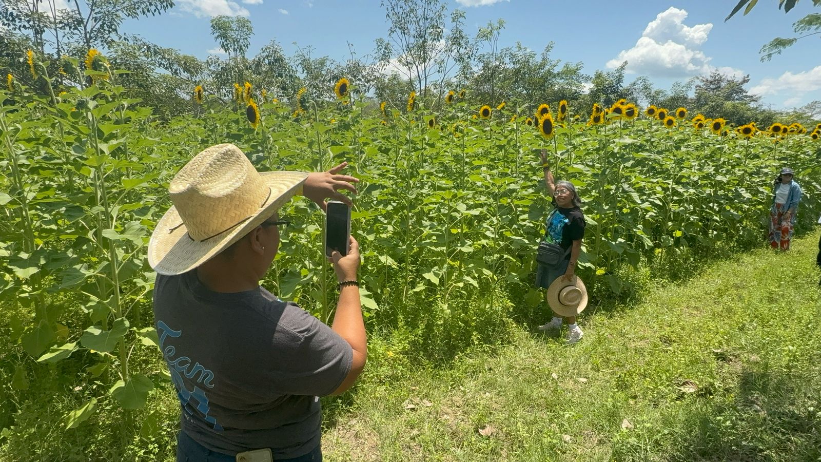 Inauguran laberinto de girasoles en Balancán