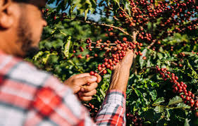 Cafetaleros de Chiapas reactivan exportación a EE.UU. tras incertidumbre arancelaria