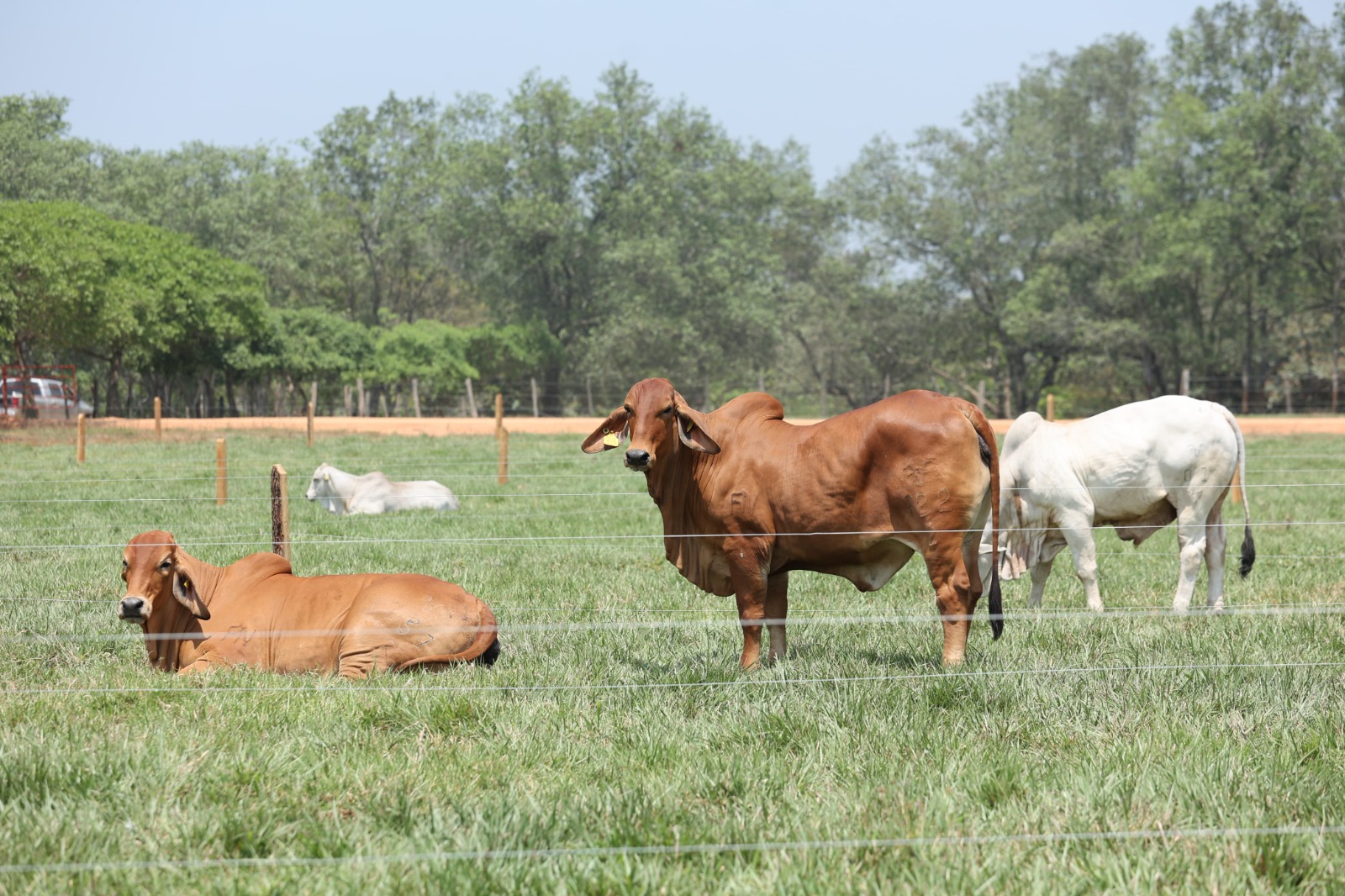 Este lunes inicia el Barrido Sanitario en Huimanguillo, anuncia SEDAP