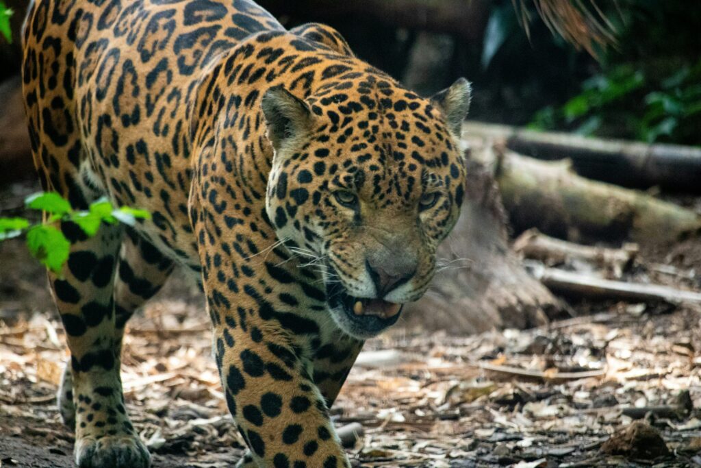 Algoritmos e IA para proteger una “guardería de jaguares” en Yucatán