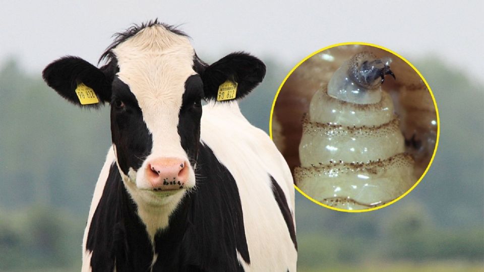 “Se está trabajando desde que se dio a conocer”: Sheinbaum sobre combate al gusano barrenador