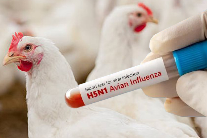 México detecta primer caso humano de influenza aviar A-H5N1