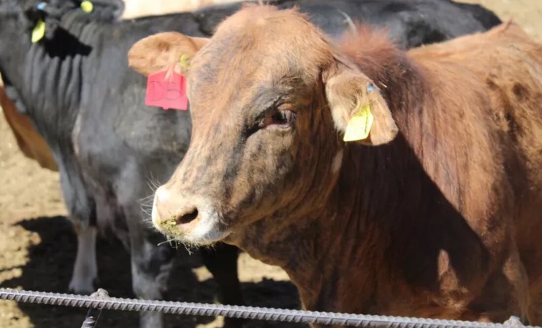 Acuerdan México y Estados Unidos las medidas que conducirán a la reapertura de la exportación de ganado