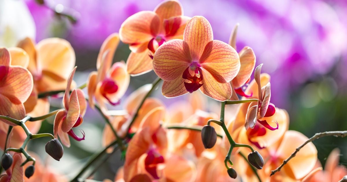 ¿Cuántos cubos de hielo se le pone a las orquídeas para que no se marchiten?