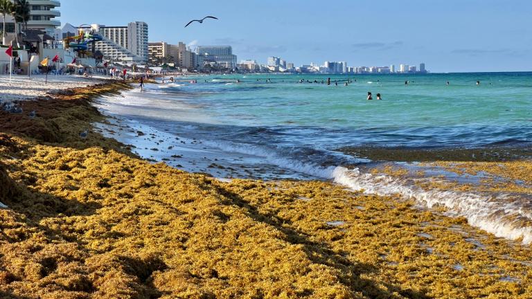 Se reactiva el arribo de sargazo a los destinos turísticos de Quintana Roo