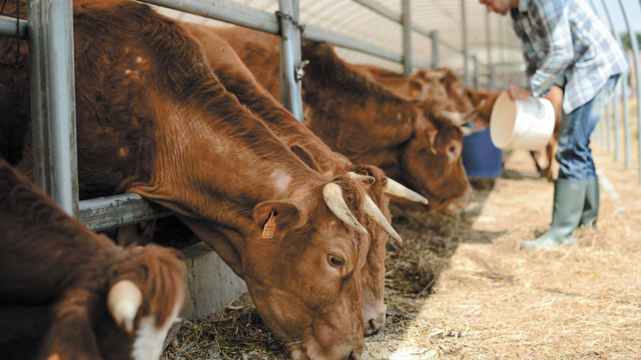 EU invertirá 21 millones de dólares en México para erradicar propagación del gusano barrenador