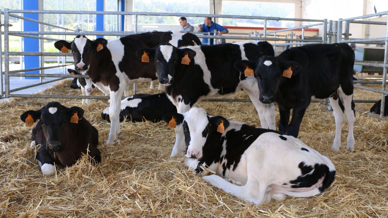 México tardó 30 años en erradicar el gusano barrenador del ganado; reinfestación actual suma ya más de 1,400 casos