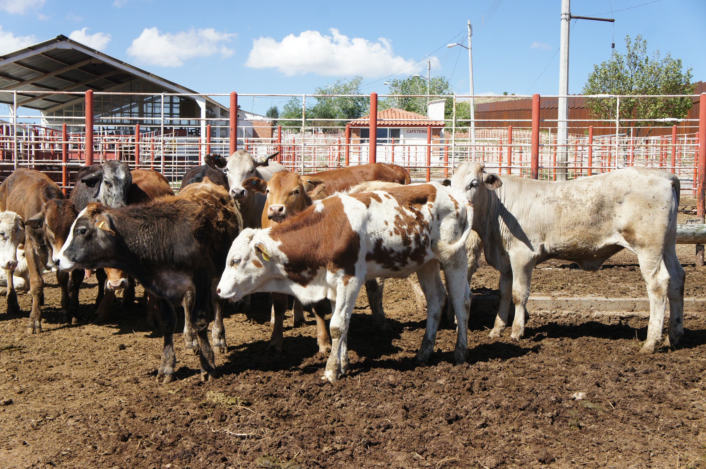 Gobierno de México avanza en la erradicación de tuberculosis bovina, brucelosis y garrapata Boophilus spp