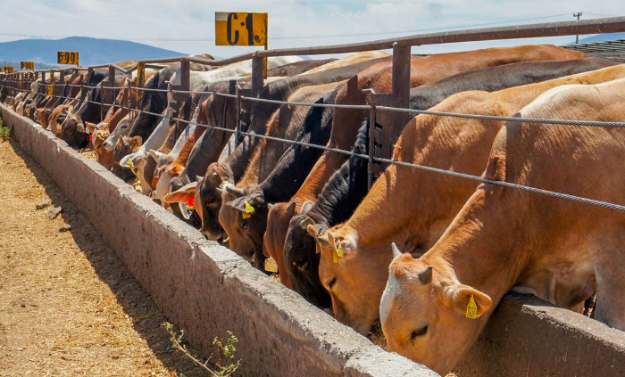 Agricultura de EU mantiene suspensión de importación al ganado mexicano por gusano barrenador