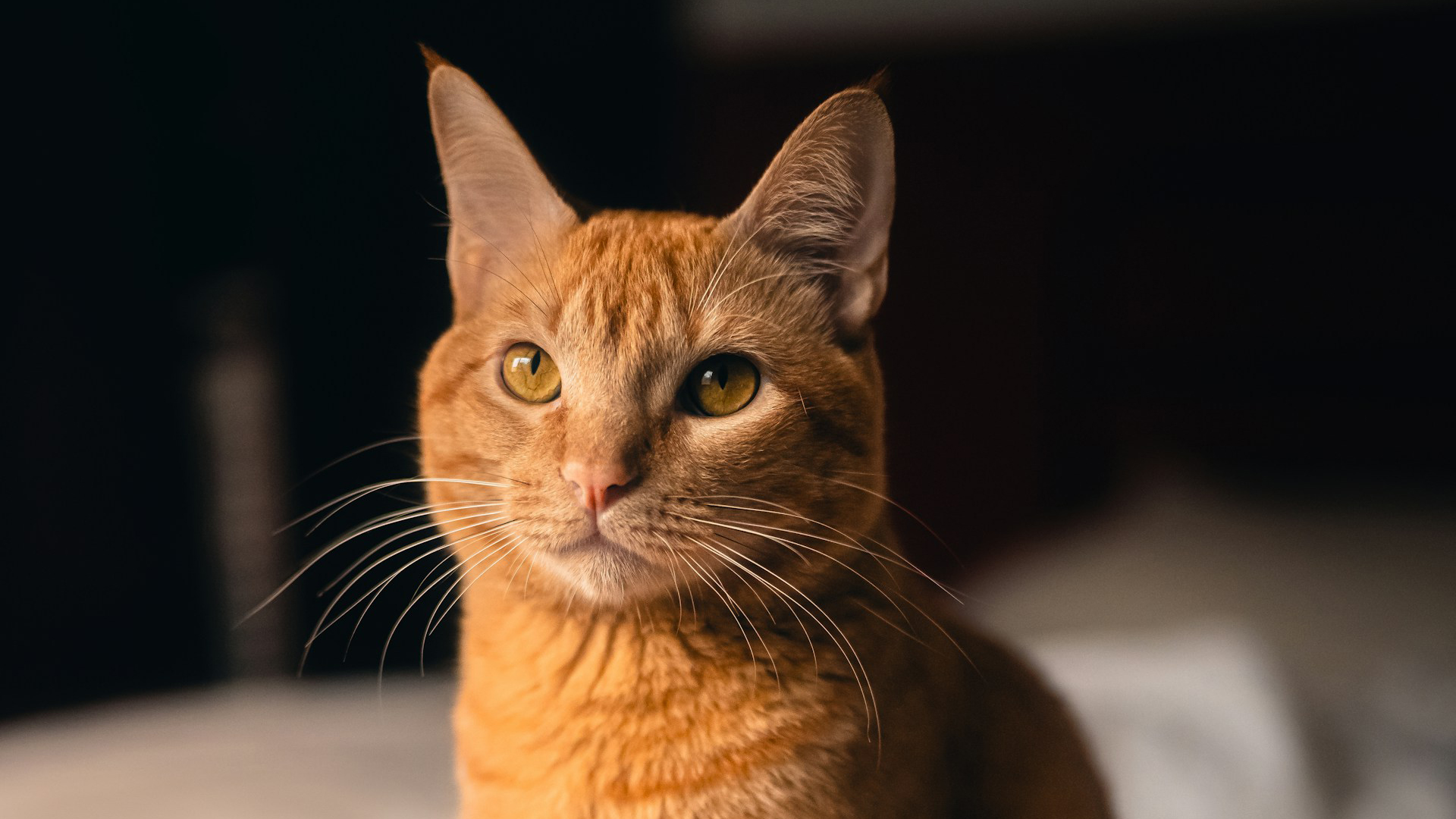 Estudio descubre la mutación genética que hace únicos a los gatos naranja